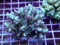 画像1: No.104 浅場ミドリイシ (1)