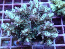 画像2: No.104 浅場ミドリイシ (2)