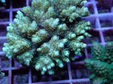 画像2: No.105 クシハダミドリイシ (2)