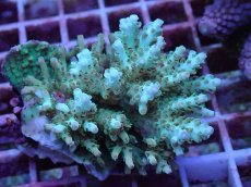 画像1: No.107 クシハダミドリイシ (1)