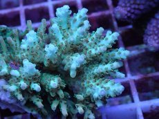 画像2: No.107 クシハダミドリイシ (2)