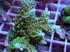 画像2: No.111 浅場ミドリイシ (2)