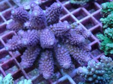 画像1: No.112 フィジー産 ツツユビミドリイシ (1)