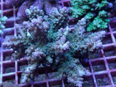 画像1: No.113 フィジー産 ロリペスミドリイシ (1)