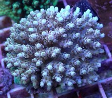 画像1: No.114 フィジー産 クシハダミドリイシ (1)