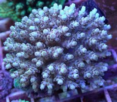 画像2: No.114 フィジー産 クシハダミドリイシ (2)