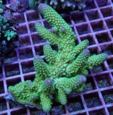 画像1: No.115 フィジー産 ツツユビミドリイシ (1)