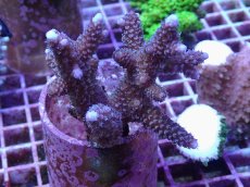 画像1: No.116 フィジー産 ヒメマツミドリイシ (1)