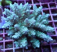 画像1: No.117 フィジー産 浅場ミドリイシ (1)