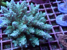 画像2: No.117 フィジー産 浅場ミドリイシ (2)