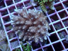 画像1: No.119 フィジー産 クシハダミドリイシ (1)