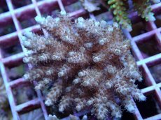 画像2: No.119 フィジー産 クシハダミドリイシ (2)