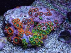 画像1: No.120 フィジー産 マメスナギンチャク　マルチカラー (1)