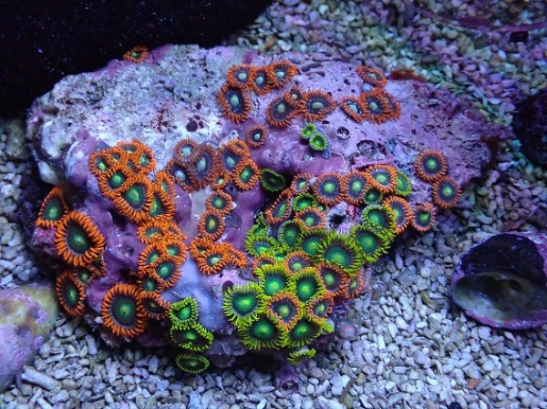 No.120 フィジー産 マメスナギンチャク マルチカラーを買うならアクア