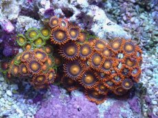画像2: No.121 フィジー産 マメスナギンチャク　マルチカラー (2)
