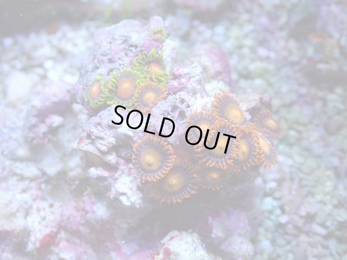 画像1: No.122 フィジー産 マメスナギンチャク　マルチカラー (1)