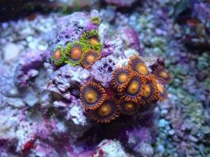 画像1: No.122 フィジー産 マメスナギンチャク　マルチカラー (1)