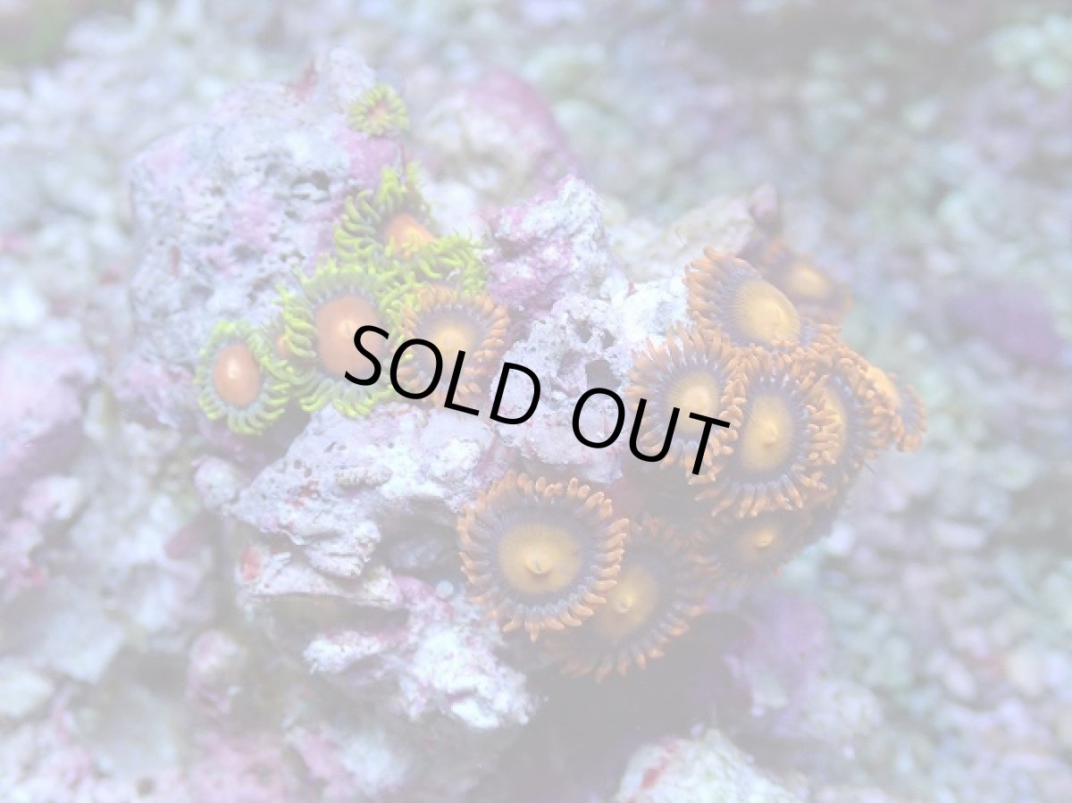 画像2: No.122 フィジー産 マメスナギンチャク　マルチカラー (2)