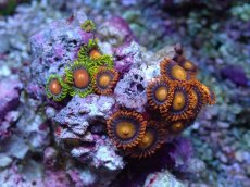 画像2: No.122 フィジー産 マメスナギンチャク　マルチカラー (2)