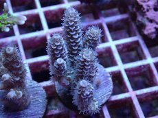 画像1: No.124 バーミキュラータ (1)