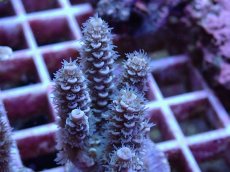 画像2: No.124 バーミキュラータ (2)