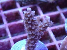 画像2: No.125 バーミキュラータ (2)