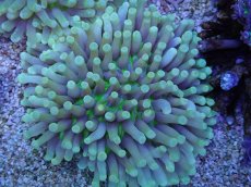 画像1: No.127 パラオクサビライシ　イエロー (1)