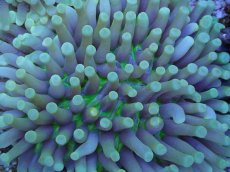 画像2: No.127 パラオクサビライシ　イエロー (2)