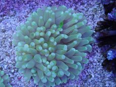 画像1: No.128 パラオクサビライシ　イエロー (1)