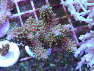 No.61 フィジー産 浅場ミドリイシを買うならアクアスタイルユー 大阪の