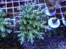 画像1: No.130 浅場ミドリイシ (1)