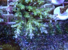 画像2: No.130 浅場ミドリイシ (2)