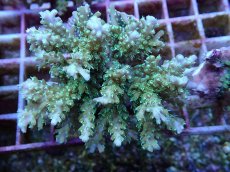 画像2: No.131 浅場ミドリイシ (2)