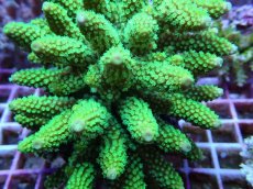 画像2: No.132 フィジー産 ツツユビミドリイシ (2)