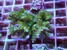 画像1: No.133 フィジー産 スゲミドリイシ (1)