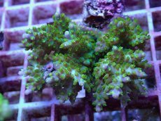 画像2: No.133 フィジー産 スゲミドリイシ (2)