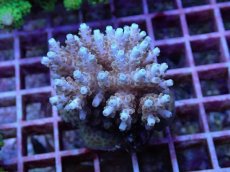 画像1: No.134 フィジー産 クシハダミドリイシ (1)