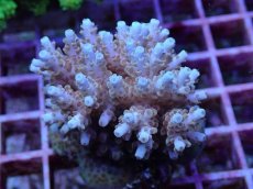 画像2: No.134 フィジー産 クシハダミドリイシ (2)