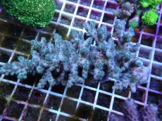 画像1: No.135 オーストラリア産 ロリペスミドリイシ (1)