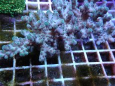 画像2: No.135 オーストラリア産 ロリペスミドリイシ (2)