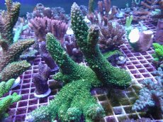 画像1: No.136 オーストラリア産 ヤスリミドリイシ (1)