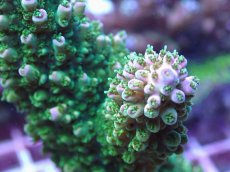 画像2: No.136 オーストラリア産 ヤスリミドリイシ (2)