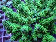 画像2: No.137 フィジー産 ツツユビミドリイシ (2)