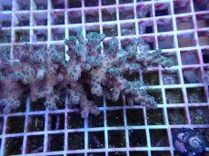 画像2: No.138 オーストラリア産 ロリペスミドリイシ (2)