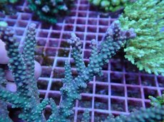 画像2: No.139 オーストラリア産 ヤセミドリイシ (2)