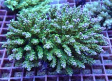 画像1: No.140 フィジー産 スゲミドリイシ (1)