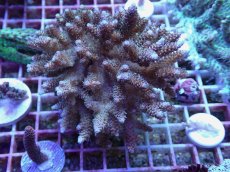 画像1: No.142 フィジー産 ハイマツミドリイシ (1)