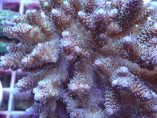 画像2: No.142 フィジー産 ハイマツミドリイシ (2)