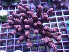 画像1: No.143 オーストラリア産 ハイマツミドリイシ (1)