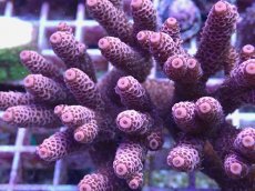 画像2: No.143 オーストラリア産 ハイマツミドリイシ (2)